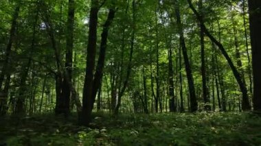 Gündüzleri ormandaki doğal manzara