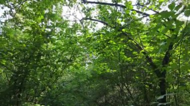 Gündüzleri ormandaki doğal manzara