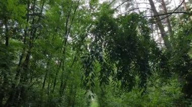 Gündüzleri ormandaki doğal manzara