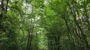 Gündüzleri ormandaki doğal manzara