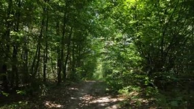 Gündüzleri ormandaki doğal manzara