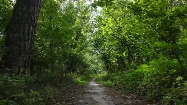 낮 에는 숲 속의 자연 경관 — 비디오