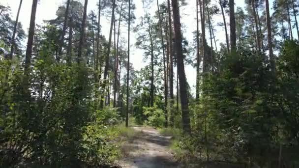 Naturlandschaft im Wald tagsüber — Stockvideo