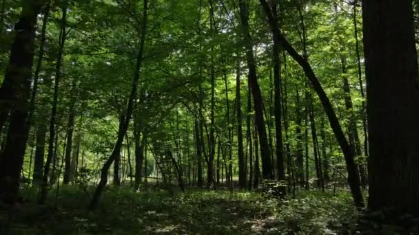 Paysage naturel dans la forêt pendant la journée — Video