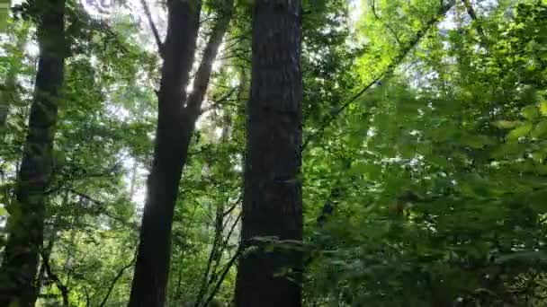 Природний ландшафт в лісі протягом дня — стокове відео