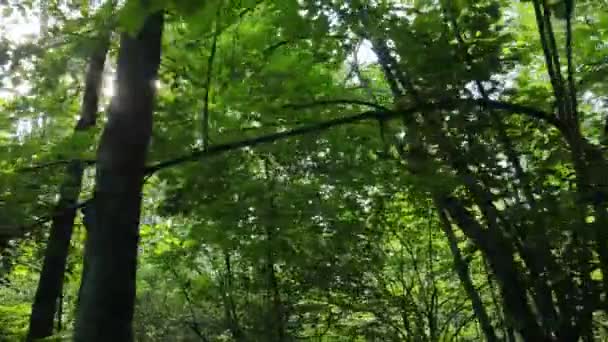 白天森林里的自然景观 — 图库视频影像