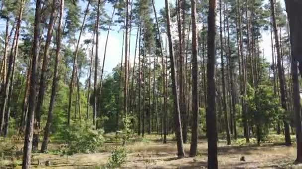 Paisaje natural en el bosque durante el día — Vídeos de Stock