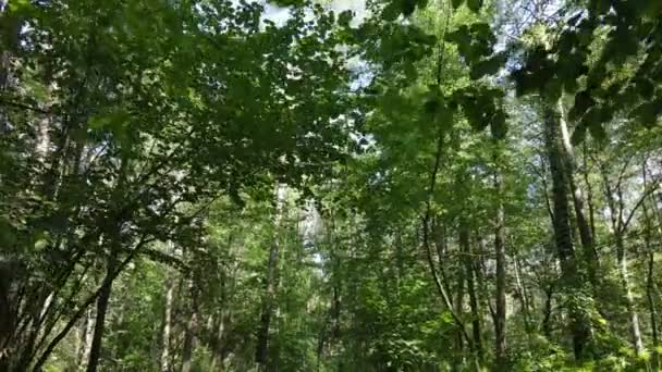 Naturlandskap i skogen under dagen — Stockvideo