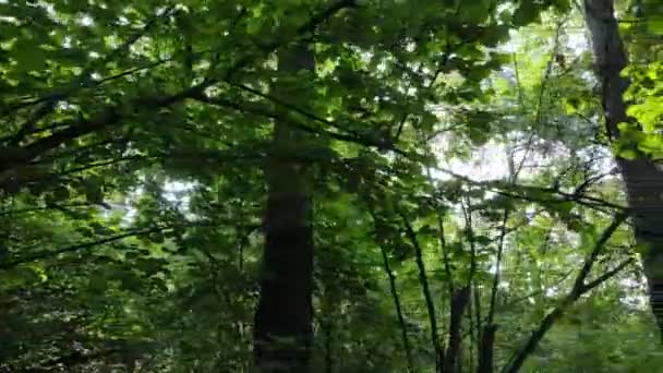 Paisagem natural na floresta durante o dia — Vídeo de Stock