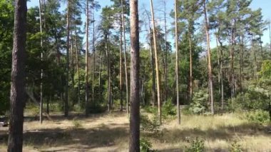 Gündüzleri ormandaki doğal manzara