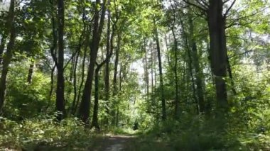 Gündüzleri ormandaki doğal manzara