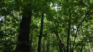 Gündüzleri ormandaki doğal manzara