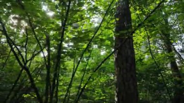 Gündüzleri ormandaki doğal manzara