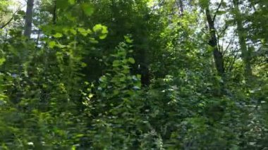 Gündüzleri ormandaki doğal manzara