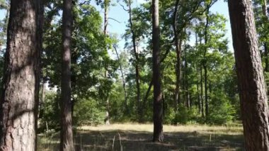 Gündüzleri ormandaki doğal manzara