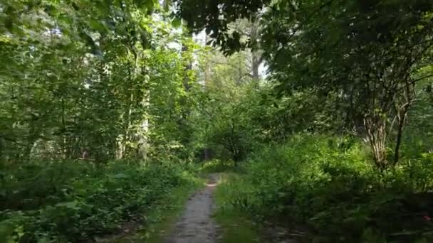 Φυσικό τοπίο στο δάσος κατά τη διάρκεια της ημέρας — Αρχείο Βίντεο