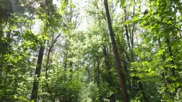 Natuurlandschap in het bos gedurende de dag — Stockvideo