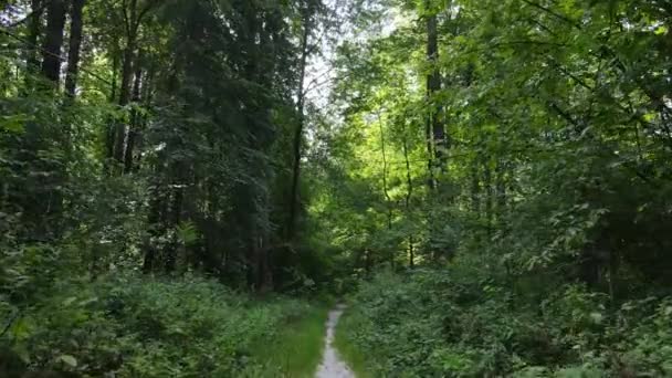 Přírodní krajina v lese během dne — Stock video