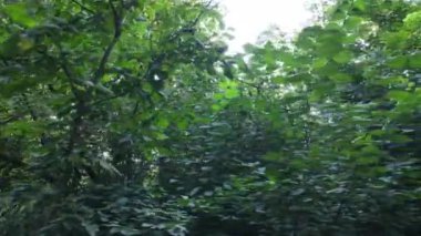 Gündüzleri ormandaki doğal manzara