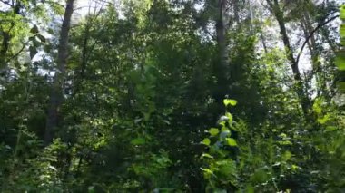 Gündüzleri ormandaki doğal manzara