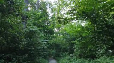 Gündüzleri ormandaki doğal manzara