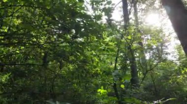 Gündüzleri ormandaki doğal manzara