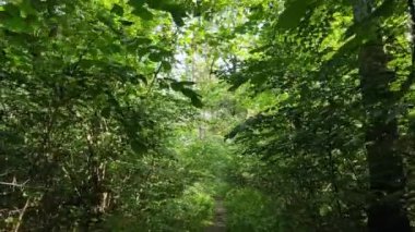 Gündüzleri ormandaki doğal manzara