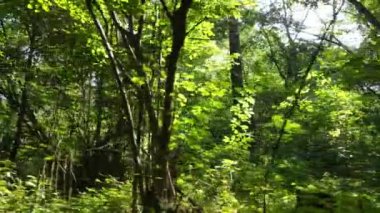Gündüzleri ormandaki doğal manzara