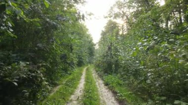 Yazın gündüz orman manzarası