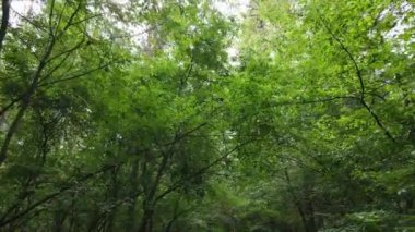 Yazın gündüz orman manzarası