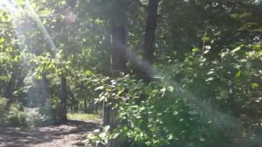 Yazın gündüz orman manzarası