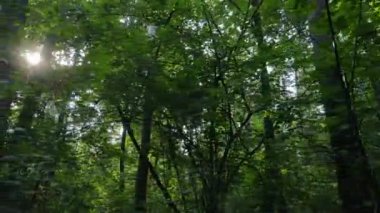 Yazın gündüz orman manzarası