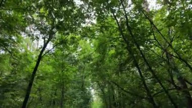 Yazın gündüz orman manzarası