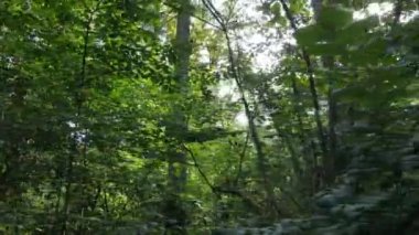 Yazın gündüz orman manzarası