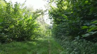 Yazın gündüz orman manzarası