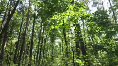 Yazın gündüz orman manzarası