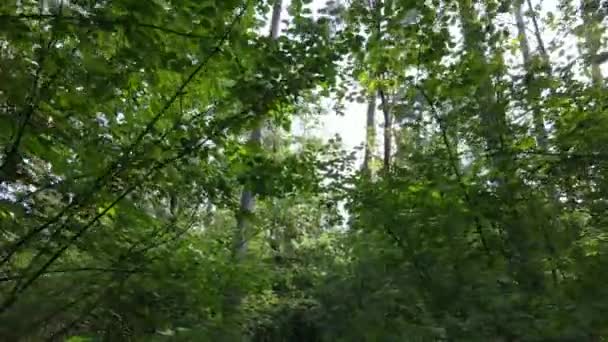 Paysage naturel dans la forêt pendant la journée
