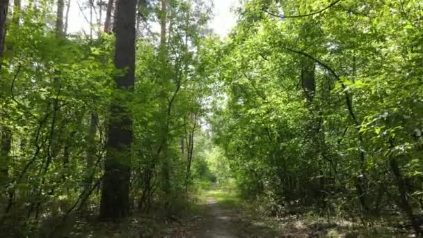 Paisagem natural na floresta durante o dia — Vídeo de Stock