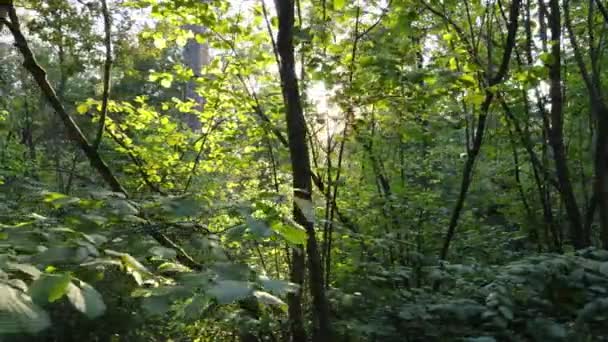 Natuurlandschap in het bos gedurende de dag — Stockvideo