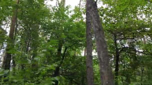 Paisagem florestal diurna no verão — Vídeo de Stock