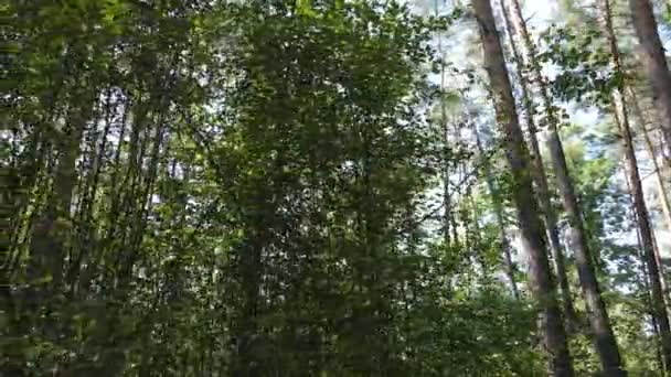 Daytime forest landscape in summer — Stock Video