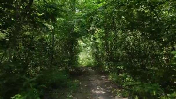 Daytime forest landscape in summer — Stock Video