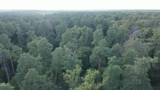 Tagsüber Waldlandschaft im Sommer — Stockvideo