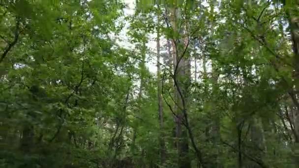 Paisagem florestal diurna no verão — Vídeo de Stock
