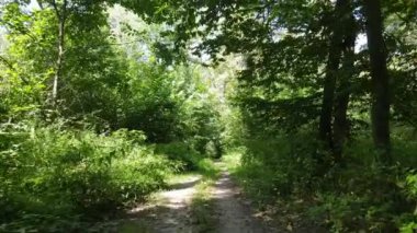 Yazın gündüz orman manzarası