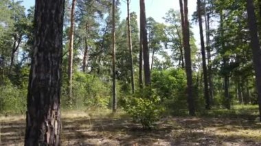 Yazın gündüz orman manzarası