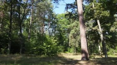 Yazın gündüz orman manzarası