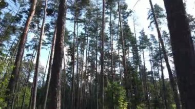 Yazın gündüz orman manzarası