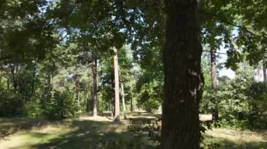 Yazın gündüz orman manzarası