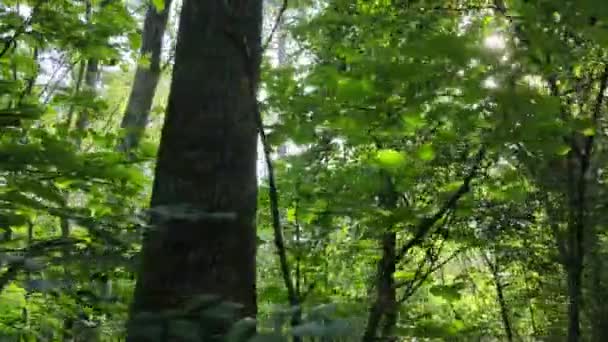 Paisaje forestal diurno en verano — Vídeo de stock